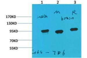 Western Blot (WB) analysis of 1)HeLa, 2)Mouse Brain Tissue, 3) Rat Brain Tissue with HSP90 a Mouse Monoclonal Antibody diluted at 1:2000. (HSP90AA2 antibody)