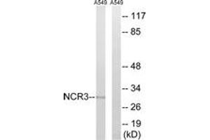 Western blot analysis of extracts from A549 cells, using NCR3 Antibody.