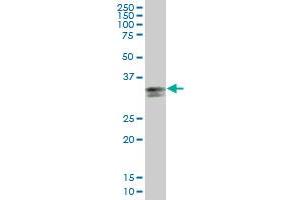 HLA-DPA1 MaxPab polyclonal antibody.