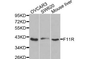 Western blot analysis of extracts of various cell lines, using F11R antibody (ABIN5970583) at 1/1000 dilution. (F11R antibody)