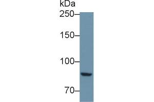 Western blot analysis of Mouse Kidney lysate, using Mouse PTPRS Antibody (1 µg/ml) and HRP-conjugated Goat Anti-Rabbit antibody (