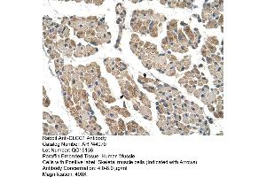 Human Muscle (CLCC1 antibody  (N-Term))