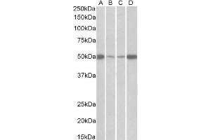 ABIN2562359 (0. (EEF1A2 antibody  (Internal Region))