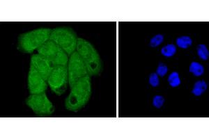 A431 cells were stained with Histone H2B (3A6) Monoclonal Antibody  at [1:200] incubated overnight at 4C, followed by secondary antibody incubation, DAPI staining of the nuclei and detection. (Histone H2B antibody)