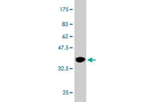 LLGL1 antibody  (AA 911-1010)