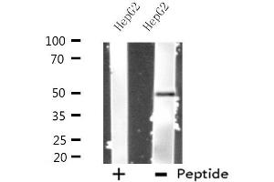 Western blot analysis of extracts from HepG2 cells, using PRIM1 antibody. (PRIM1 antibody  (C-Term))