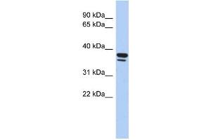 WB Suggested Anti-EGR3 Antibody Titration:  0. (EGR3 antibody  (Middle Region))