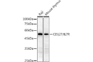 Western blot analysis of extracts of various cell lines, using CD127/IL7R antibody (ABIN3021790, ABIN3021791, ABIN1513091 and ABIN6215908) at 1:1000 dilution.