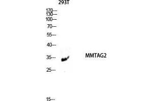 Western Blot (WB) analysis of 293T lysis using MMTAG2 antibody. (C1orf35 antibody  (N-Term))