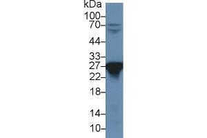 Western blot analysis of Rat Liver lysate, using Rat PRDX6 Antibody (1 µg/ml) and HRP-conjugated Goat Anti-Rabbit antibody ( (Peroxiredoxin 6 antibody  (AA 1-224))