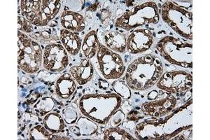 Immunohistochemistry (IHC) image for anti-Atrial Natriuretic Peptide Receptor 3 (NPR3) antibody (ABIN1499806) (NPR3 antibody)