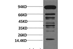 Western Blot analysis of Hela cells with Pan Methylated Lysine Monoclonal Antibody(Mix). (Methylated Lysine antibody)