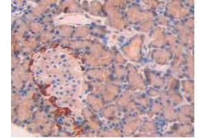IHC-P analysis of Rat Pancreas Tissue, with DAB staining. (SPTAN1 antibody  (AA 2071-2269))
