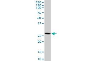 XAF1 MaxPab rabbit polyclonal antibody. (XAF1 antibody  (AA 1-301))