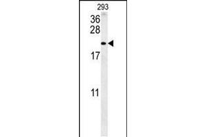 Western blot analysis in 293 cell line lysates (35ug/lane). (TAC1 antibody  (C-Term))