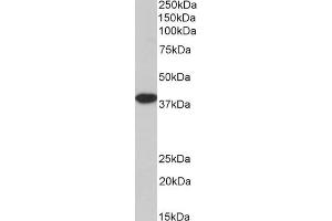 Biotinylated ABIN5539867 (3. (MORF4L1 antibody  (N-Term) (Biotin))