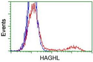 HEK293T cells transfected with either RC200832 overexpress plasmid (Red) or empty vector control plasmid (Blue) were immunostained by anti-HAGHL antibody (ABIN2454312), and then analyzed by flow cytometry. (HAGHL antibody)