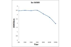 Antigen: 0. (RAC1 antibody  (pSer71))