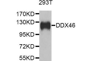 Western blot analysis of extracts of 293T cell line, using DDX46 antibody. (DDX46 antibody  (AA 682-1031))