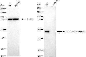 anti-Frizzled Family Receptor 9 (FZD9) antibody
