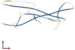 AlphaFold protein structure predicition of Human Recombinant GOLGA2 Protein, UniprotID Q08379 (Golgin A2 (GOLGA2) (AA 1-1002) protein (His tag))