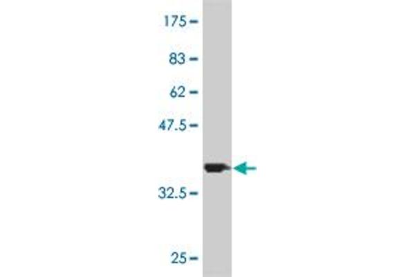 ATP13A2 antibody  (AA 68-154)