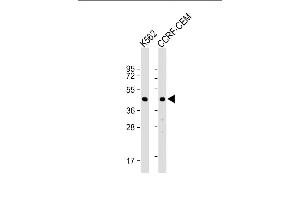 All lanes : Anti-YARS2 Antibody (C-term) at 1:1000 dilution Lane 1: K562 whole cell lysate Lane 2: CCRF-CEM whole cell lysate Lysates/proteins at 20 μg per lane.