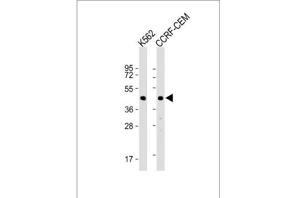 YARS2 anticorps  (C-Term)