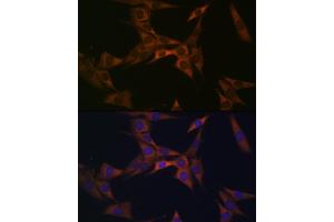 Immunofluorescence analysis of NIH-3T3 cells using BMP6 Rabbit mAb (ABIN7265900) at dilution of 1:100 (40x lens). (BMP6 antibody)