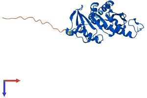 Protein Structure (PS) image for APAF1 Interacting Protein (APIP) (AA 1-242) protein (His tag) (ABIN7549568)