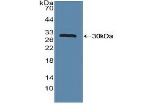 MAPKAP Kinase 2 antibody  (AA 139-367)