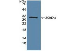 MAPKAP Kinase 2 anticorps  (AA 139-367)