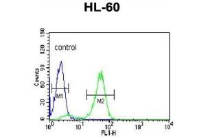 Flow Cytometry (FACS) image for anti-Polymerase (DNA Directed), gamma 2, Accessory Subunit (POLG2) antibody (ABIN3001661) (POLG2 antibody)