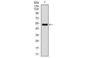 Image no. 2 for anti-Inner Centromere Protein Antigens 135/155kDa (INCENP) antibody (ABIN1491465) (INCENP antibody)