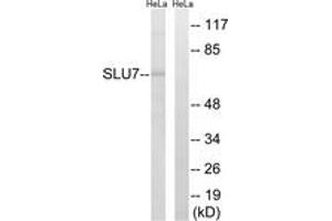 Western blot analysis of extracts from HeLa cells, using SLU7 Antibody. (SLU7 antibody  (AA 113-162))