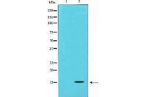Western blot analysis on COS7 cell lysate using TGFB3 Antibody,The lane on the left is treated with the antigen-specific peptide. (TGFB3 antibody)