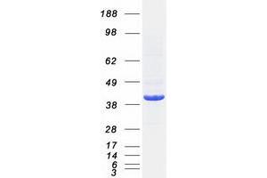 Validation with Western Blot (HDAC11 Protein (Transcript Variant 2) (Myc-DYKDDDDK Tag))