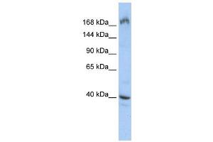 WB Suggested Anti-EIF4G1  Antibody Titration: 0. (EIF4G1 antibody  (Middle Region))