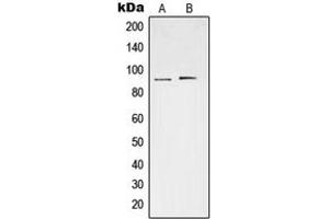 Western blot analysis of STAT3 (pS727) expression in HeLa (A), Raw264. (STAT3 antibody  (C-Term, pSer727))