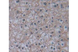 IHC-P analysis of liver tissue, with DAB staining. (IRS4 antibody  (AA 1-196))