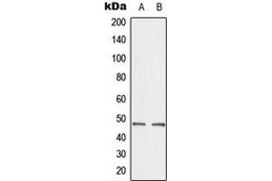 Western blot analysis of CTBP2 expression in A549 (A), HepG2 (B) whole cell lysates.