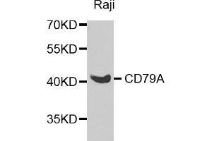 Western blot analysis of extracts of Raji cells, using CD79A antibody (ABIN5974434) at 1/1000 dilution. (CD79a antibody)
