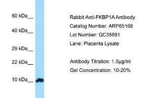 Western Blotting (WB) image for anti-FK506 Binding Protein 1A, 12kDa (FKBP1A) (N-Term) antibody (ABIN2790065)