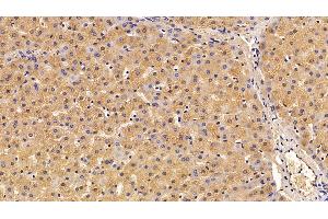 Detection of TBG in Porcine Liver Tissue using Polyclonal Antibody to Thyroxine Binding Globulin (TBG)