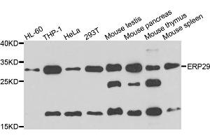 Western blot analysis of extracts of various cell lines, using ERP29 antibody (ABIN5995408) at 1/1000 dilution. (ERP29 antibody)