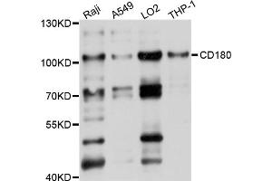 Western blot analysis of extracts of various cell lines, using CD180 antibody (ABIN5997388) at 1/1000 dilution. (CD180 antibody)