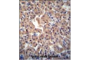 ATPBD3 antibody (Center) (ABIN654307 and ABIN2844091) immunohistochemistry analysis in formalin fixed and paraffin embedded human pancreas tissue followed by peroxidase conjugation of the secondary antibody and DAB staining. (ATPBD3 antibody  (AA 208-236))