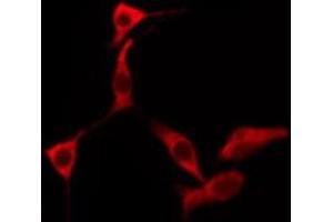 OR2F2 antibody
