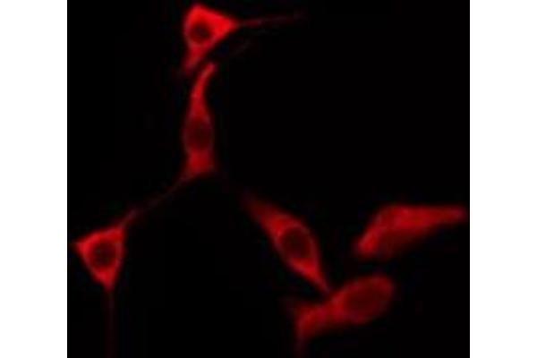 OR2F2 antibody