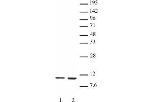 Histone H4K16ac antibody (mAb) tested by Western blot. (Histone H4 antibody  (acLys16))